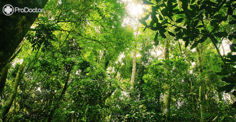 Parceria quer impulsionar a descoberta de fármacos a partir da biodiversidade